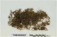 藏品(蔓苔科)的圖片